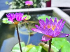 -寇家大院