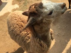 -泉州海丝野生动物世界