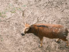 -北京麋鹿生态实验中心