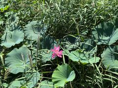 -羊亭河湿地公园