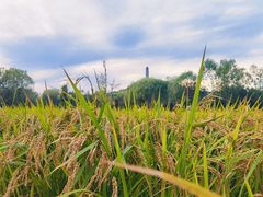 -北坞公园