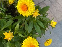 -上海浦东星河湾酒店