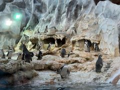 -帝企鹅自助餐厅•儿童岛•真企鹅(长隆企鹅酒店)