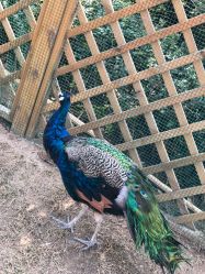 -萌宠亲子动物乐园(槐房万达店)