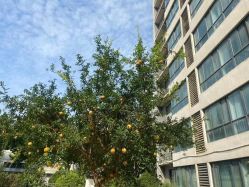 -雪绒花月子会所(祥盛店)