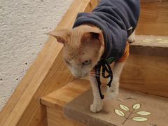 -猫在这儿猫咪咖啡馆·撸猫馆