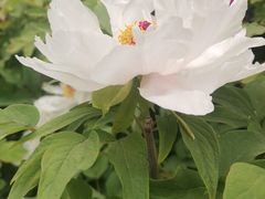 -石家庄市植物园