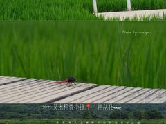 -艾米稻香小镇