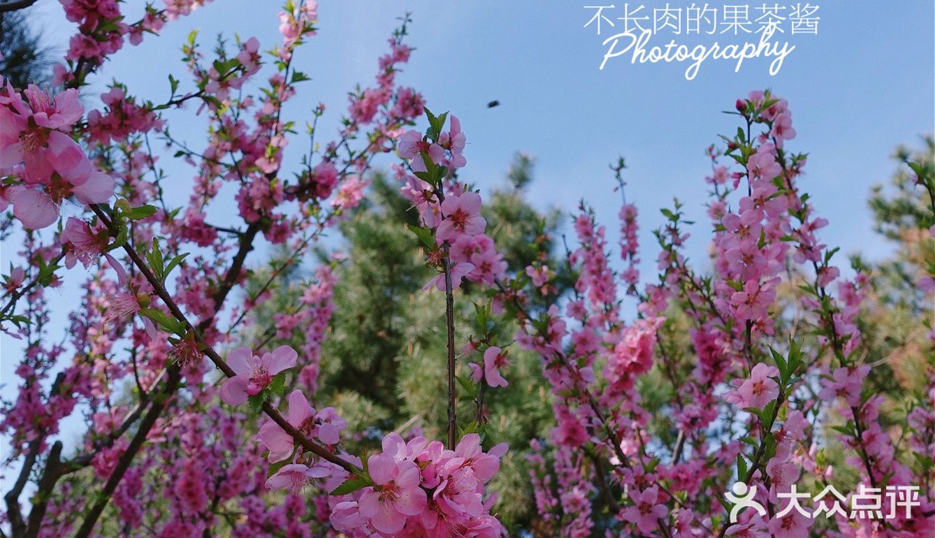 果茶春游 | 天坛的四月：花都开好了🌸