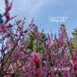 果茶春游 | 天坛的四月：花都开好了🌸