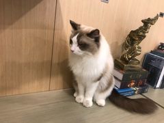 -飞行喵MR PILOT|猫舍·猫咖(静安大融城店)