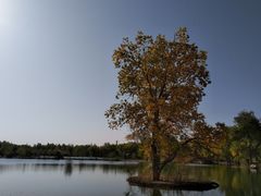 -金塔沙漠胡杨林景区
