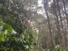 -铁山坪森林公园