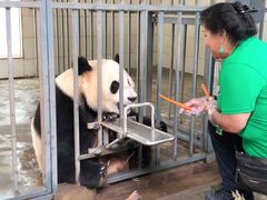 -都江堰中华大熊猫苑
