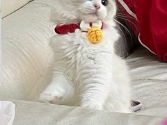 -lincat·猫舍(广州店)