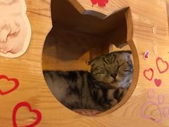 -名猫咖啡馆·撸猫·拼豆