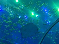 -成都浩海立方海洋公园