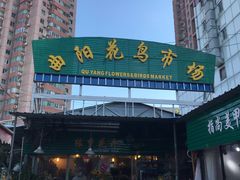 -曲阳花鸟市场(曲阳路店)