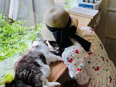 -海边的猫和咖啡馆
