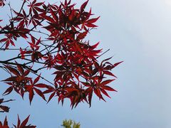 -颐和路民国时期公馆风貌区