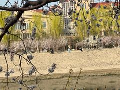 -桃花堤公园
