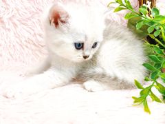 -十年猫舍·猫咪专门店(普陀店)
