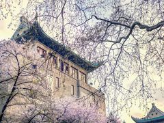 -武汉大学-樱园