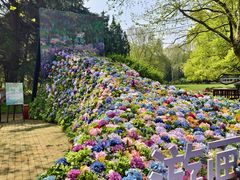 -上海共青森林公园