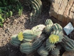 -北京植物园-展览温室