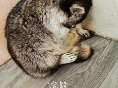 -浣熊柯尔鸭土拨鼠·电玩咖