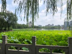 -莲花池公园