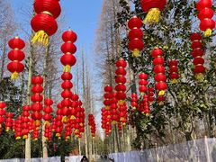 -东平国家森林公园