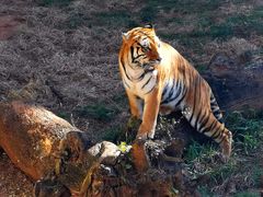 -昆明动物园