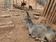 -昆明动物园