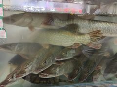 -煲来饱去冷水鱼