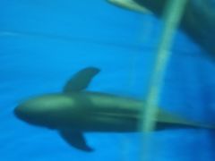 -北戴河圣蓝海洋公园