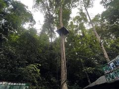-西双版纳原始森林公园