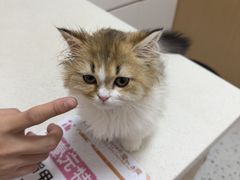 -瑞派康怡24h宠物医院·犬猫医疗中心·微创绝育(瑞景分院)