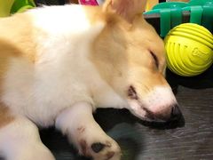 -more than meow吴止猫主题餐厅(承德 中船汇店)