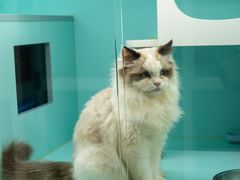 -猫宠乐园·专业洗护