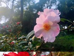 -南山植物园