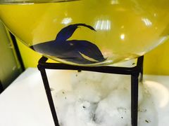 -志龙皇冠吃货椰子铺