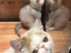 -袖虎·猫馆(体育西路店)
