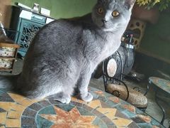 -猫猫幼稚园·撸猫·桌游·电玩