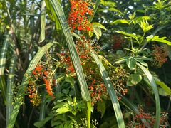 -桤木河湿地公园