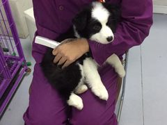 -达爱动物医院·犬猫分区·CT·复杂眼科(远洋山水分院)