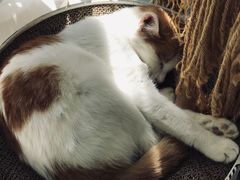 -平行世界·猫咖(首经贸店)