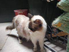 -猫色咖啡·猫咖