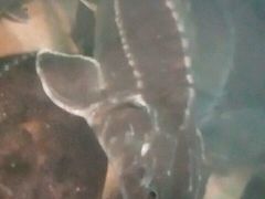-姚记抚仙湖野生菌石锅鱼庄