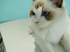 -怪兽屋·羊驼·猫咖·狗咖(俊华广场店)